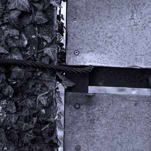 Porte en tôle avec verrou retenu par un câble en acier sur un mur recouvert de lierre en noir et blanc - Belgique  - collection de photos clin d'oeil, catégorie portes